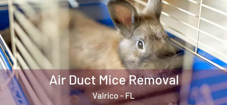  Air Duct Mice Removal Valrico - FL