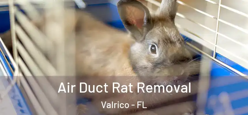  Air Duct Rat Removal Valrico - FL