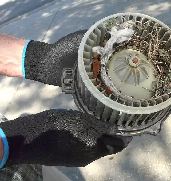 About Air Duct Mice Removal in Valrico, FL